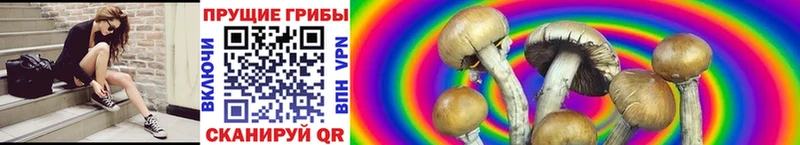Галлюциногенные грибы Psilocybe Пермь